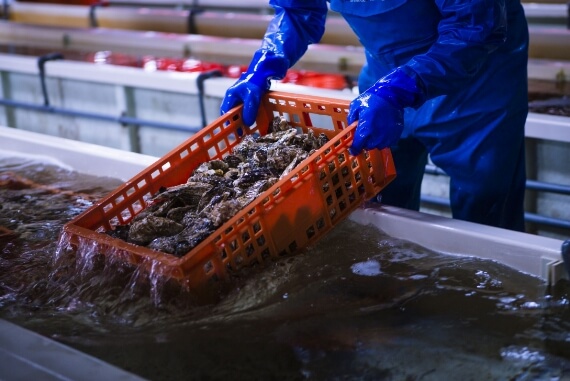 富山・入善の浄化センター海洋深層水かきセンターから出荷